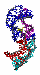 RNA-Animation