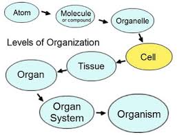 Molecular Diagnostics: What is unprotected life (4)
