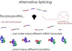 Viruses in pathogenic variants disrupt alternative splicings